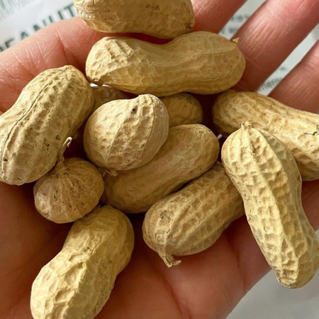 Jumbo, Peanut Seeds - Packet (1 oz.) image number null